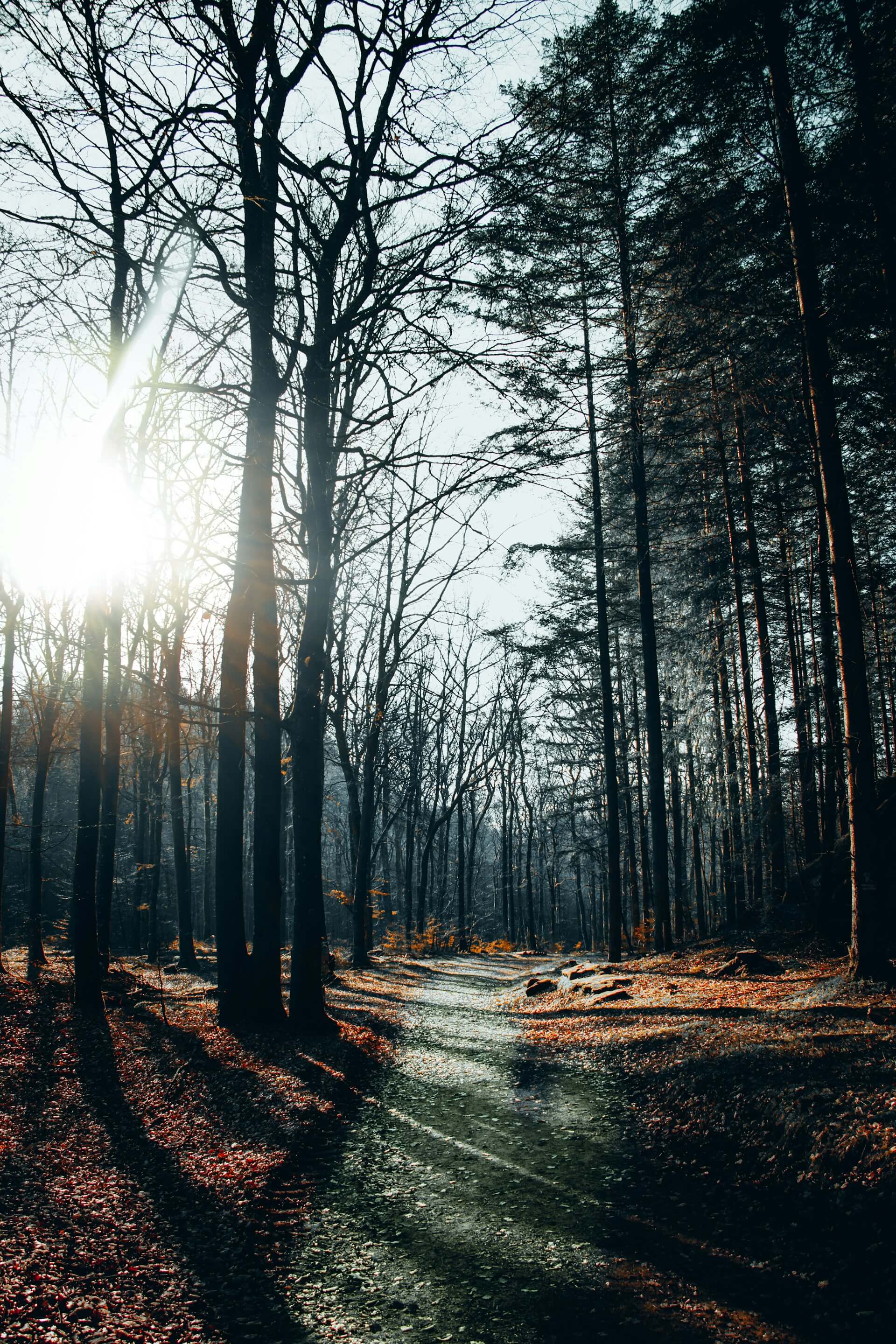 The Silent Forest Path